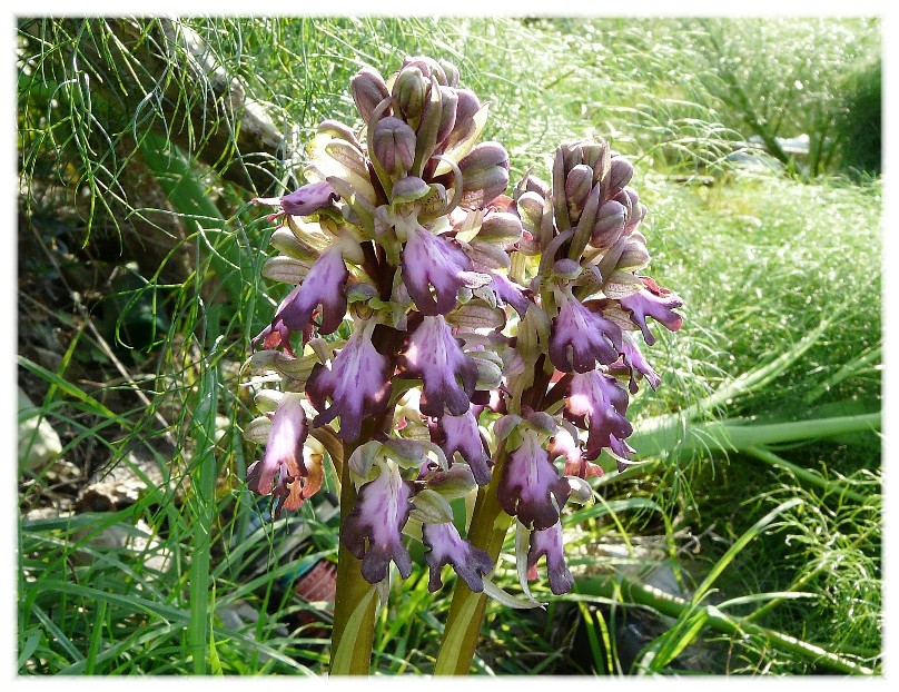 Orchis collina .......ed altro....